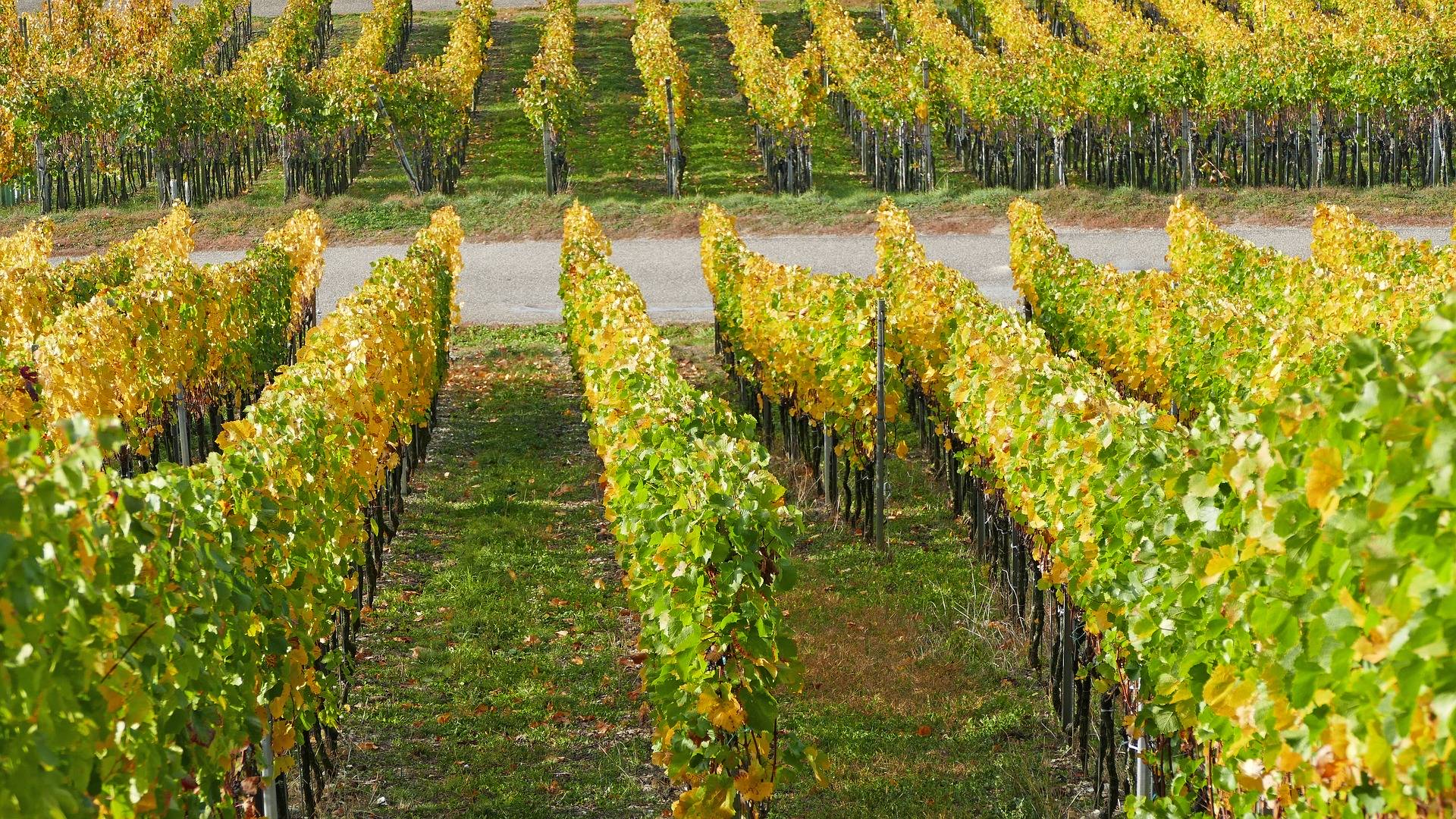 Comment faire la route des vins ? Barr